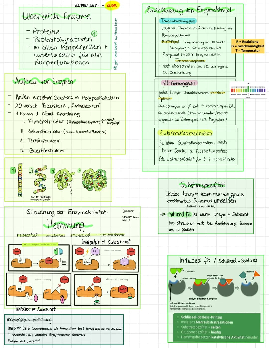 340000 +G
Überblich Enzyme
- Proteine
-
Biokatalysatoren
in allen Körperzellen +
unerlässlich für alle
Körperfunktionen
Aufbau von Enzymen
K