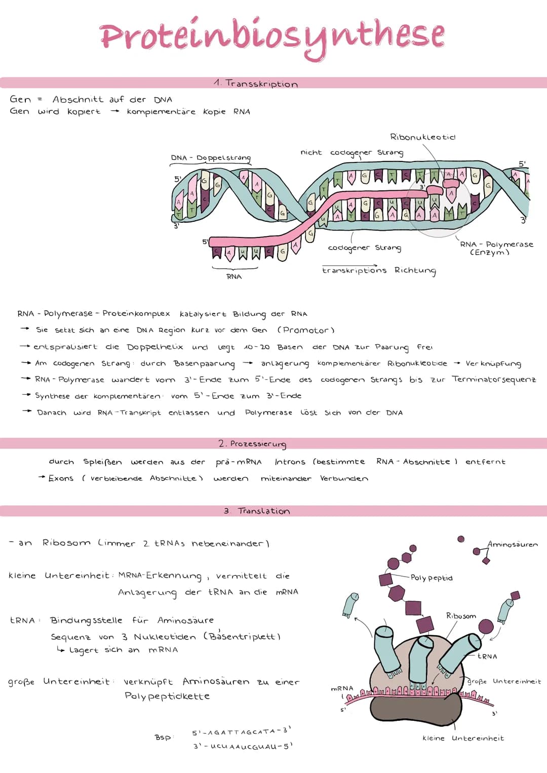 Proteinbiosynthese
Gen = Abschnitt auf der DNA
Gen wird kopiert
- an
komplementäre Kopie RNA
DNA- Doppelstrang
1. Transskription
5
durch Spl
