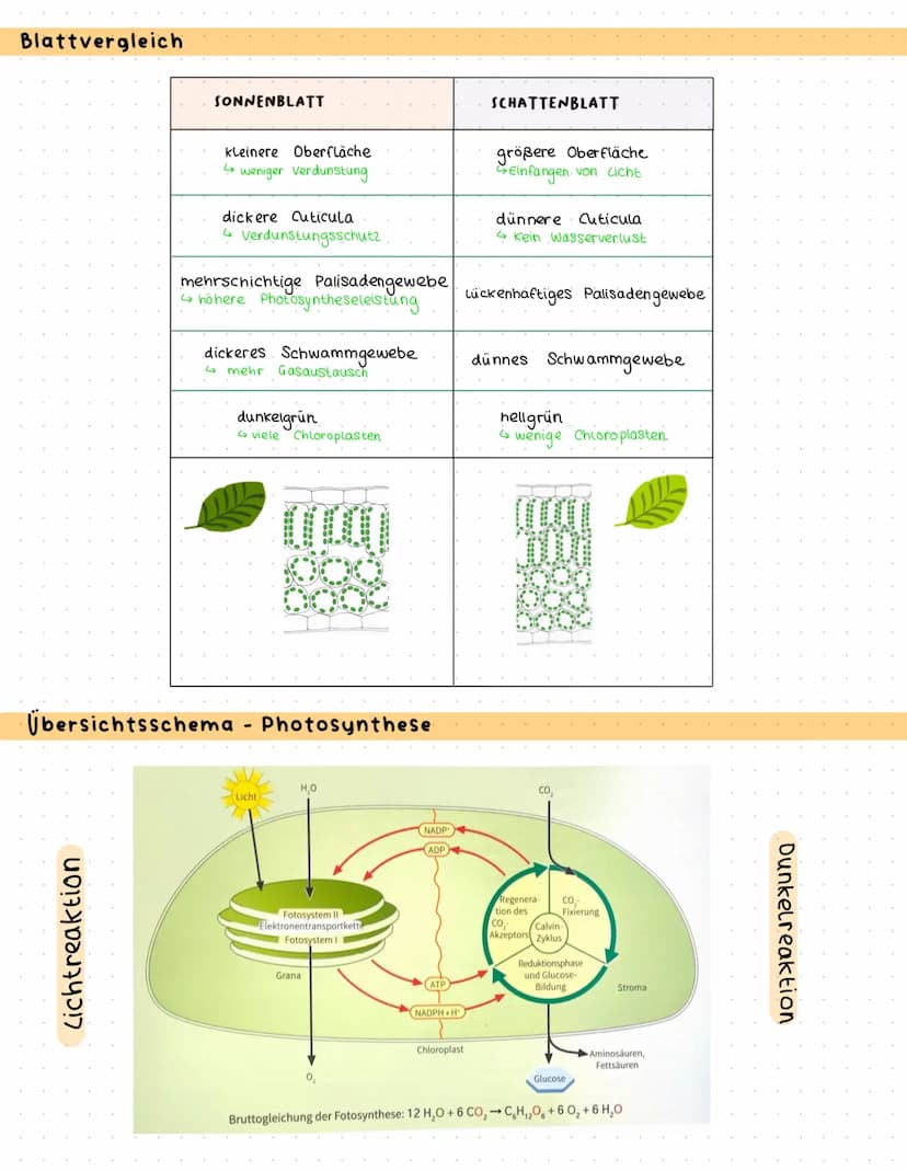 Bau und Funktion des Blattes
Culticula
obere Epidermis
verdickten Zellwände
und enge Zellverbindung
Palisaden parenchym
Schwammparenchym
Sch