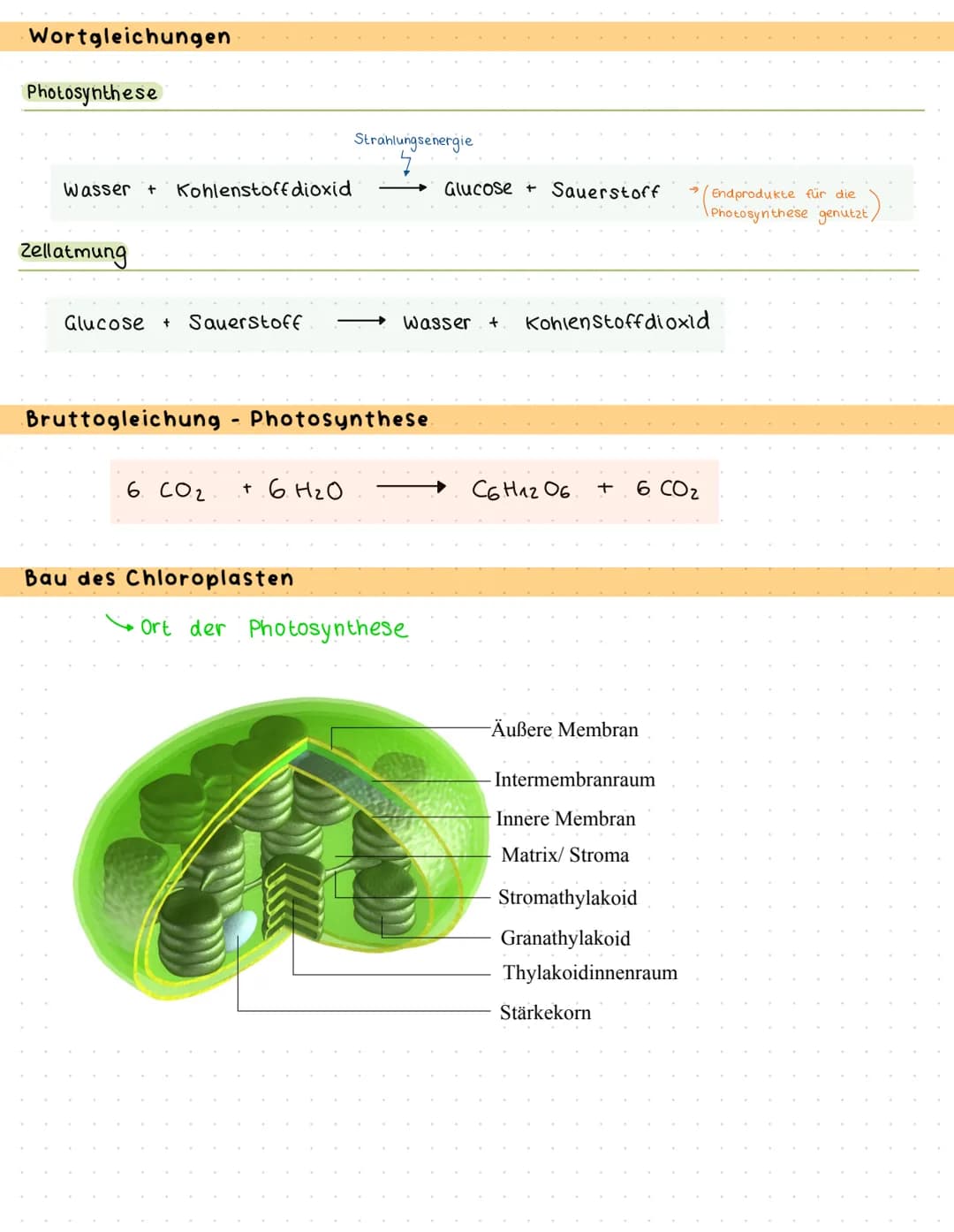 Bau und Funktion des Blattes
Culticula
obere Epidermis
verdickten Zellwände
und enge Zellverbindung
Palisaden parenchym
Schwammparenchym
Sch