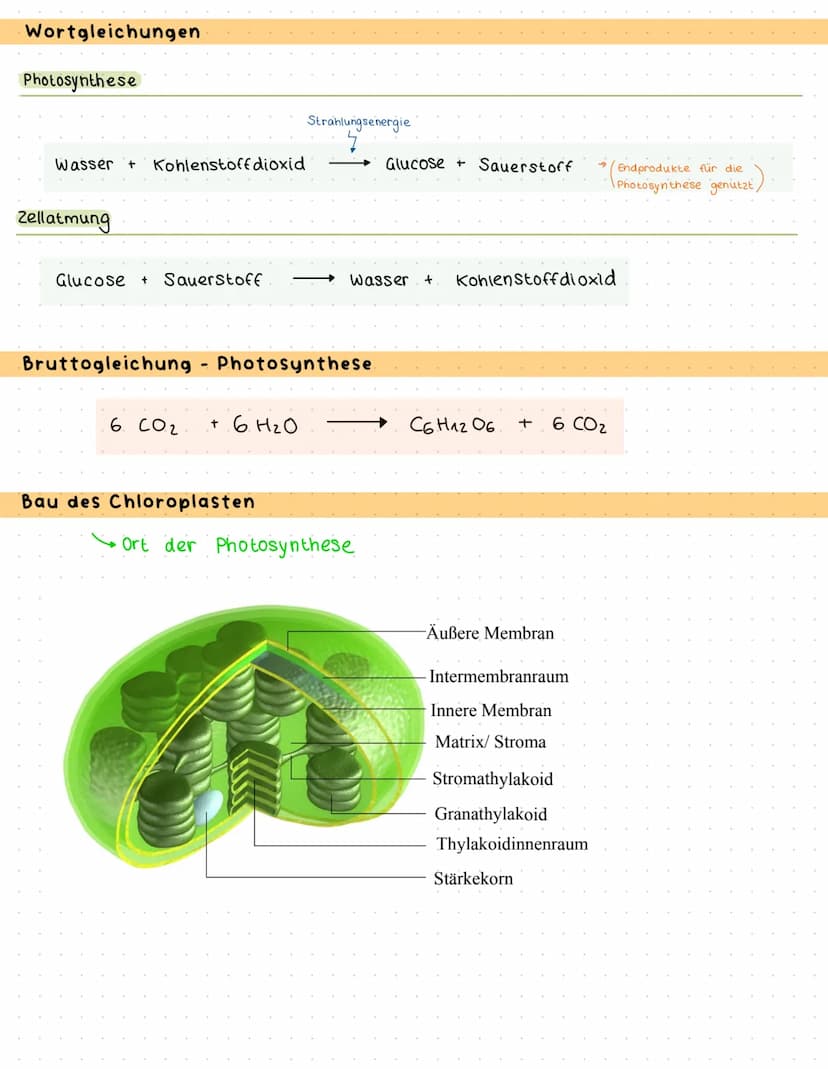 Bau und Funktion des Blattes
Culticula
obere Epidermis
verdickten Zellwände
und enge Zellverbindung
Palisaden parenchym
Schwammparenchym
Sch