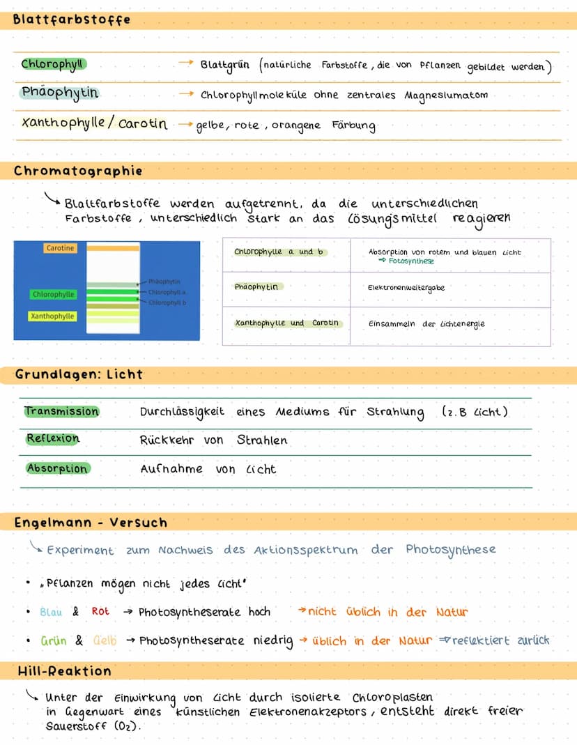Bau und Funktion des Blattes
Culticula
obere Epidermis
verdickten Zellwände
und enge Zellverbindung
Palisaden parenchym
Schwammparenchym
Sch