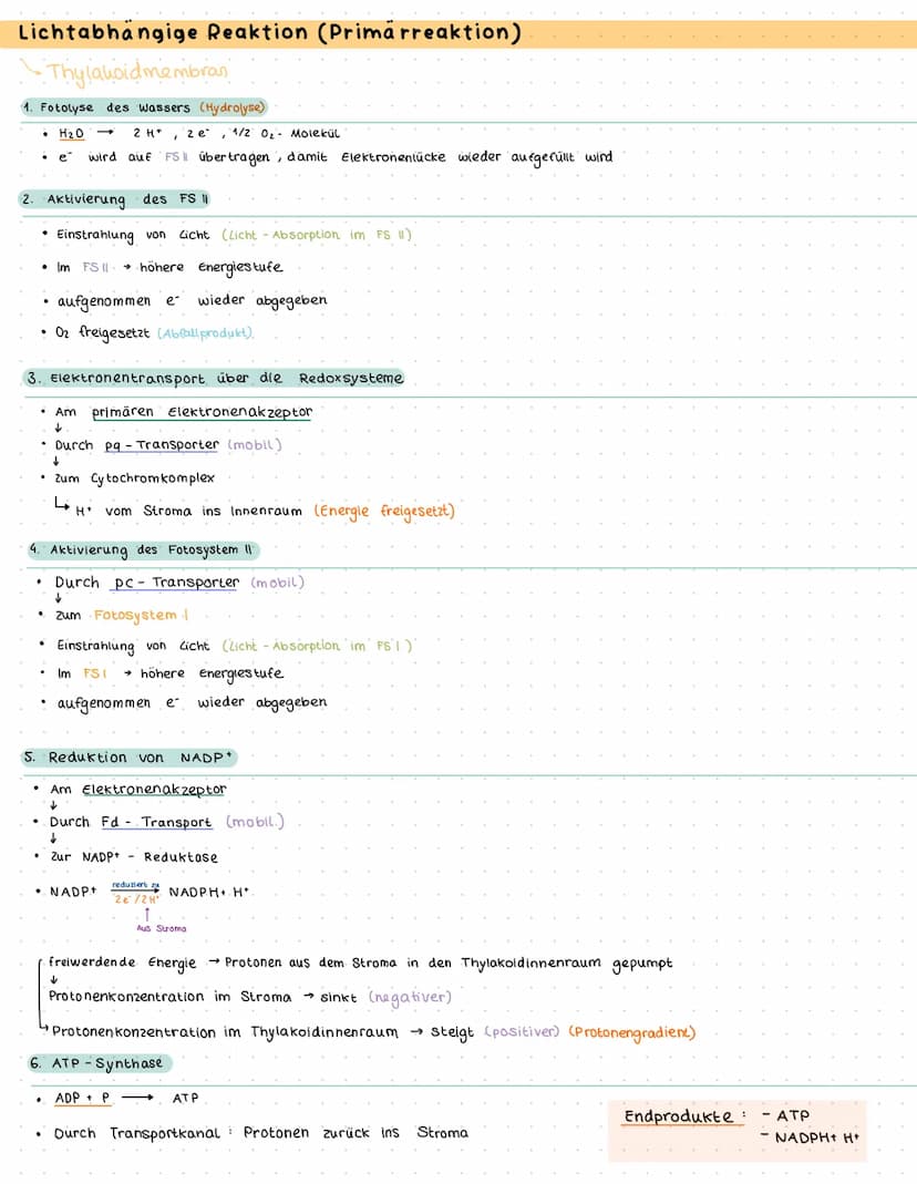 Bau und Funktion des Blattes
Culticula
obere Epidermis
verdickten Zellwände
und enge Zellverbindung
Palisaden parenchym
Schwammparenchym
Sch