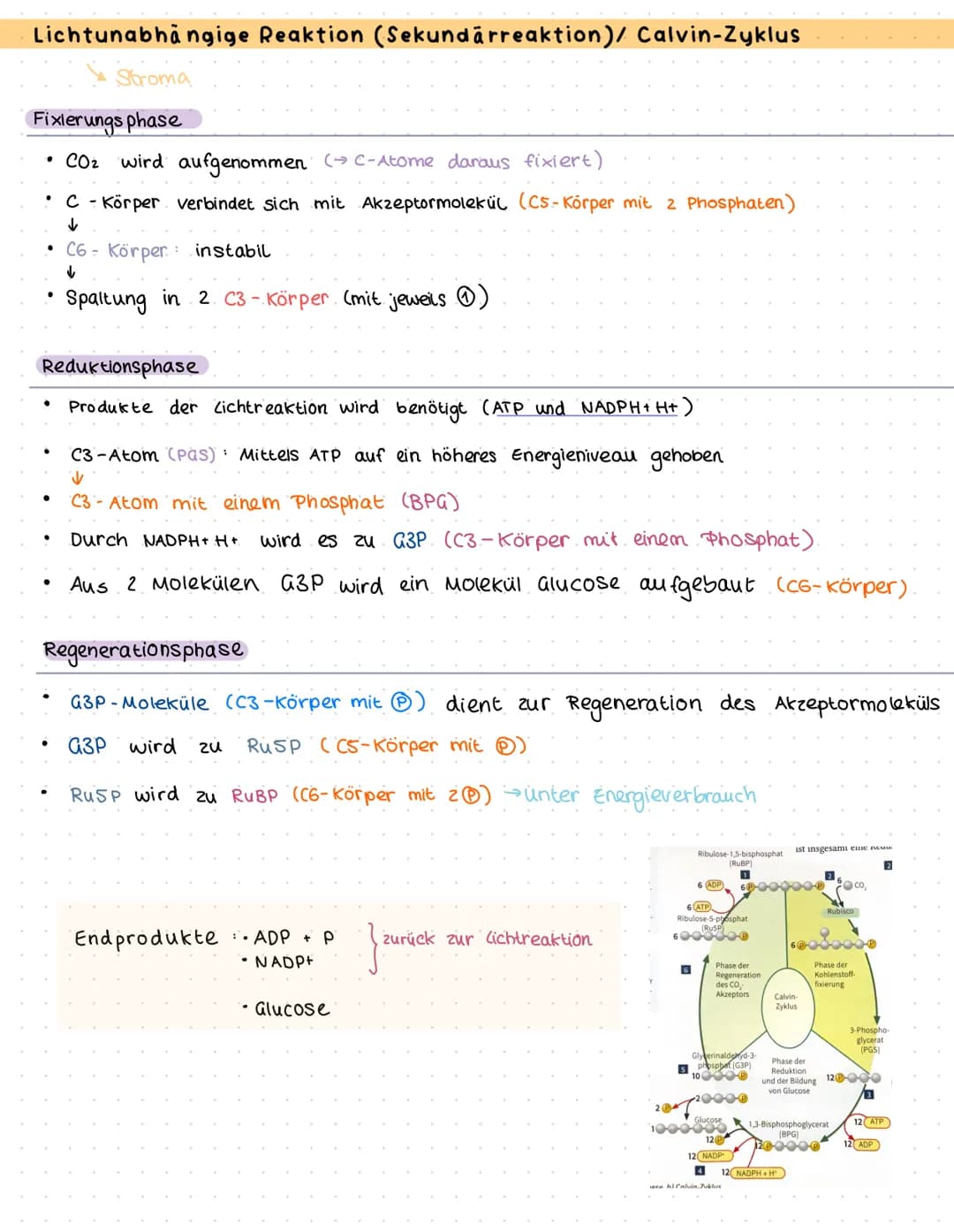Bau und Funktion des Blattes
Culticula
obere Epidermis
verdickten Zellwände
und enge Zellverbindung
Palisaden parenchym
Schwammparenchym
Sch