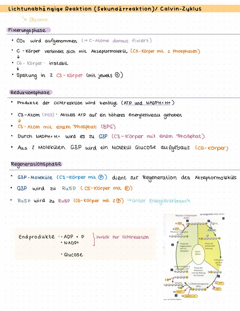 Bau und Funktion des Blattes
Culticula
obere Epidermis
verdickten Zellwände
und enge Zellverbindung
Palisaden parenchym
Schwammparenchym
Sch
