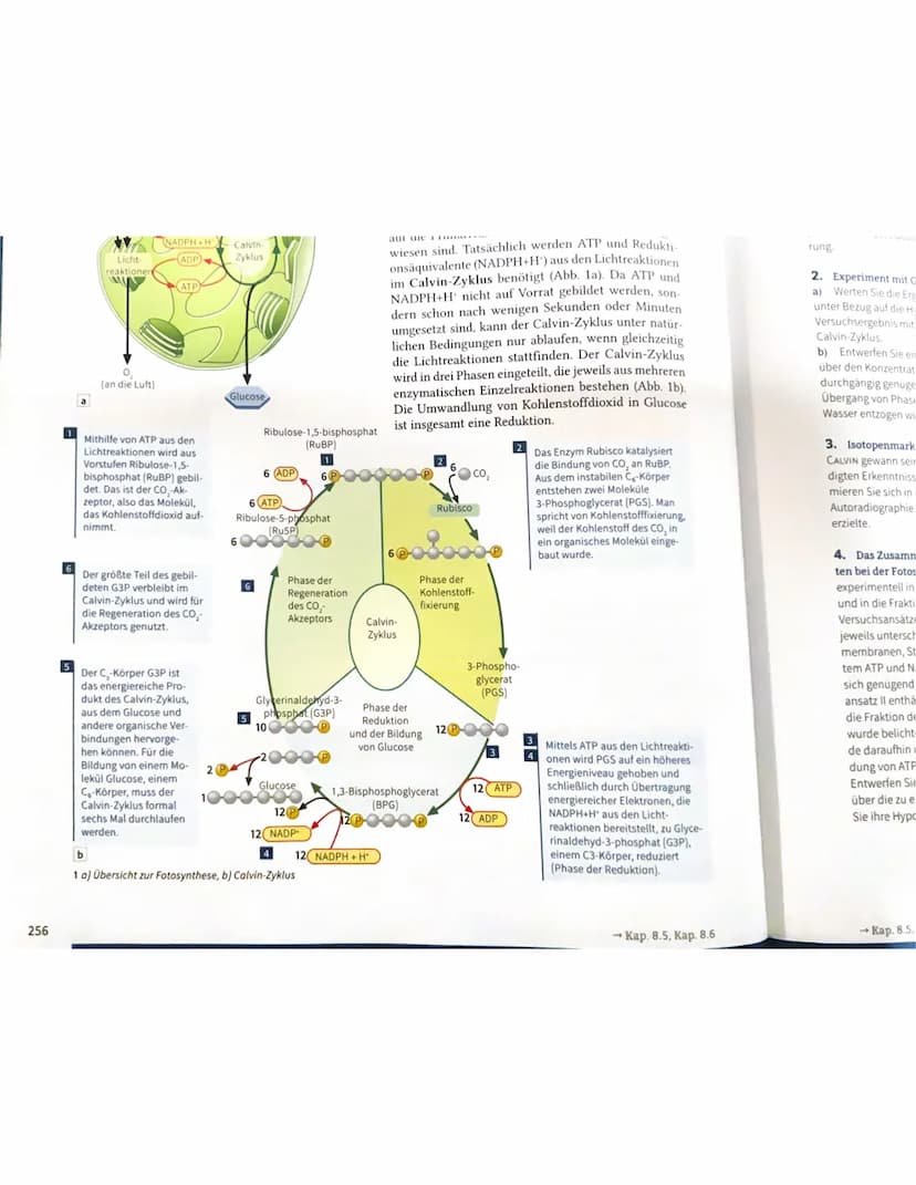 Bau und Funktion des Blattes
Culticula
obere Epidermis
verdickten Zellwände
und enge Zellverbindung
Palisaden parenchym
Schwammparenchym
Sch