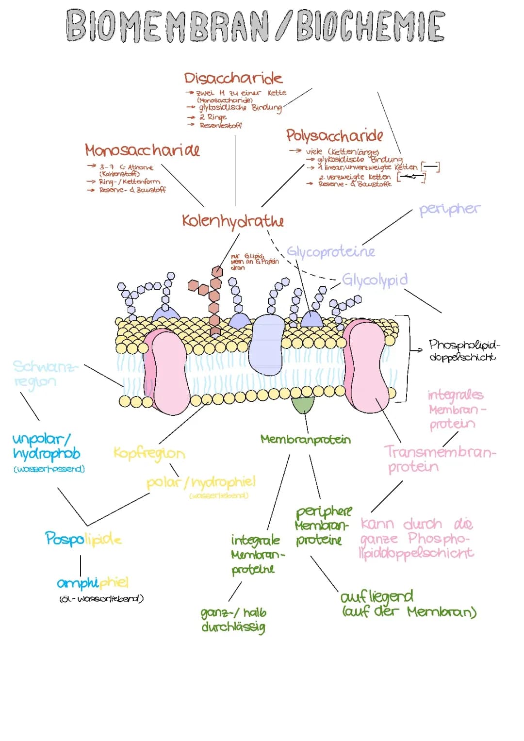biomembran 