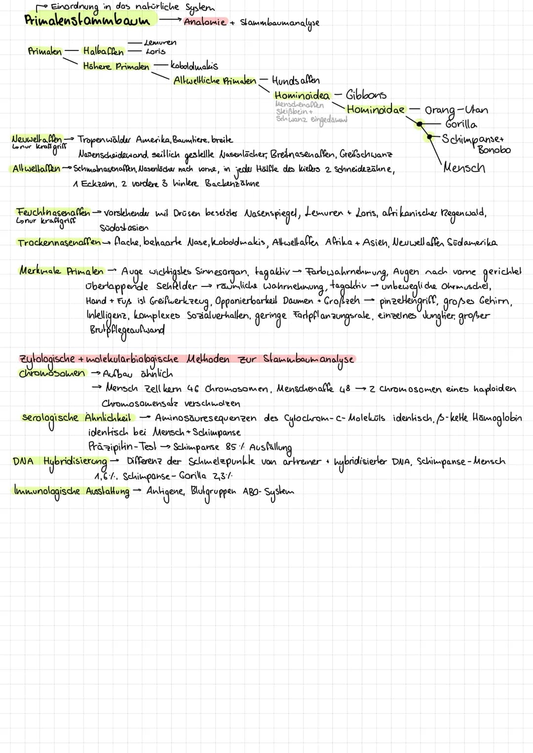 Einordnung in das natürliche System
Primalenstammbaum
Primalen
Halbaffen
Höhere Primalen
Lemuren
Loris
•Analomie + Stammbaumanalyse
-
-kobol