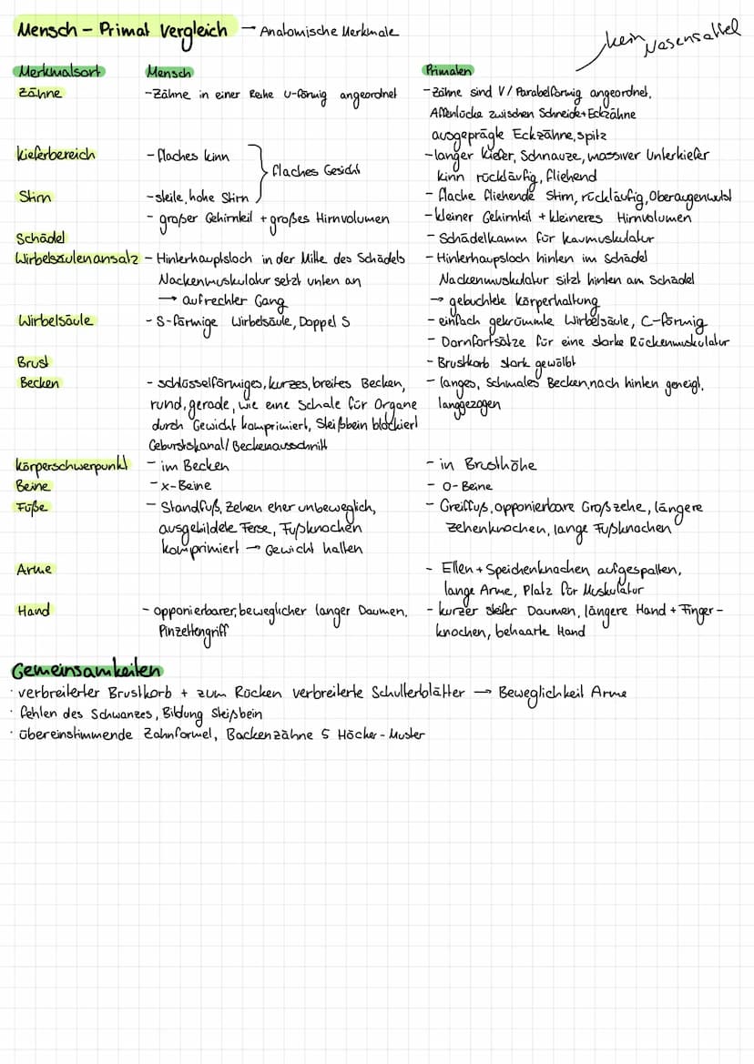 Einordnung in das natürliche System
Primalenstammbaum
Primalen
Halbaffen
Höhere Primalen
Lemuren
Loris
•Analomie + Stammbaumanalyse
-
-kobol