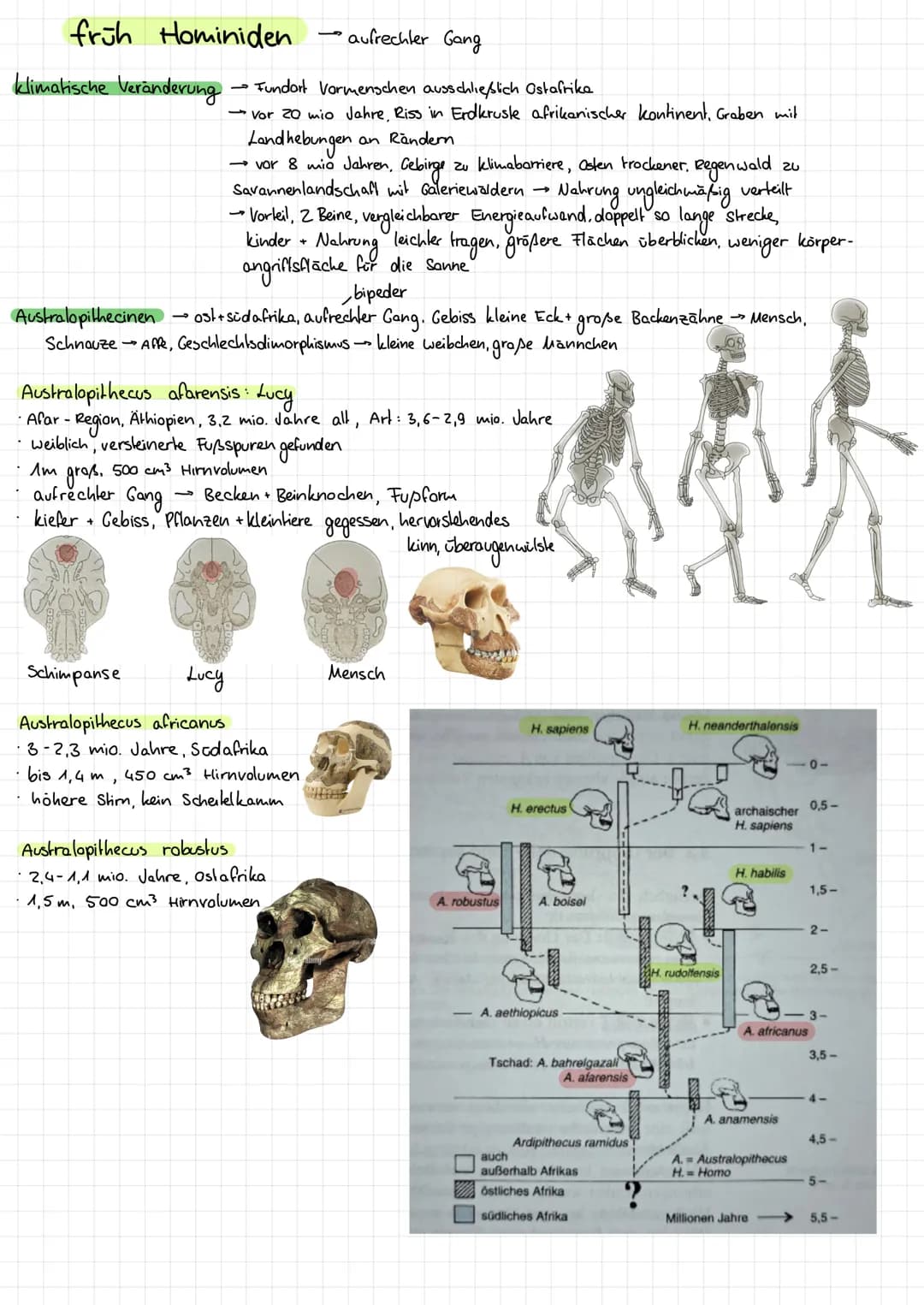 Einordnung in das natürliche System
Primalenstammbaum
Primalen
Halbaffen
Höhere Primalen
Lemuren
Loris
•Analomie + Stammbaumanalyse
-
-kobol