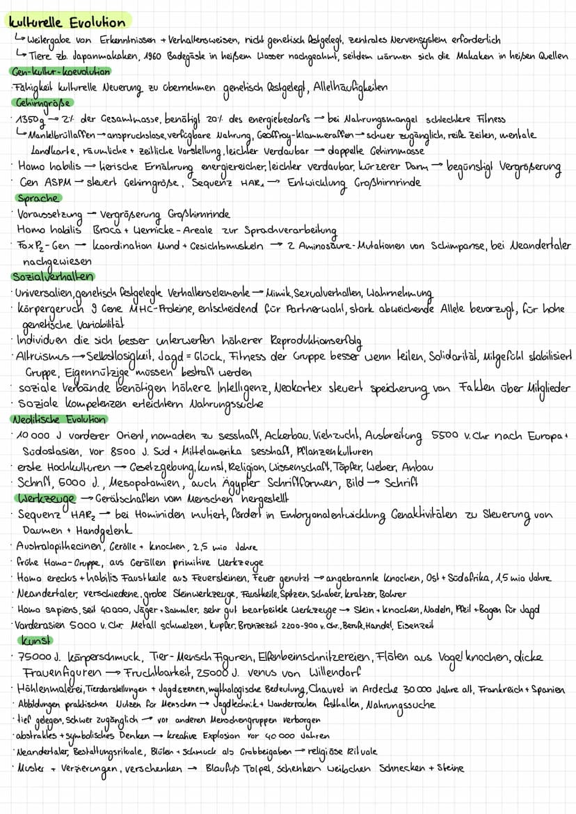 Einordnung in das natürliche System
Primalenstammbaum
Primalen
Halbaffen
Höhere Primalen
Lemuren
Loris
•Analomie + Stammbaumanalyse
-
-kobol