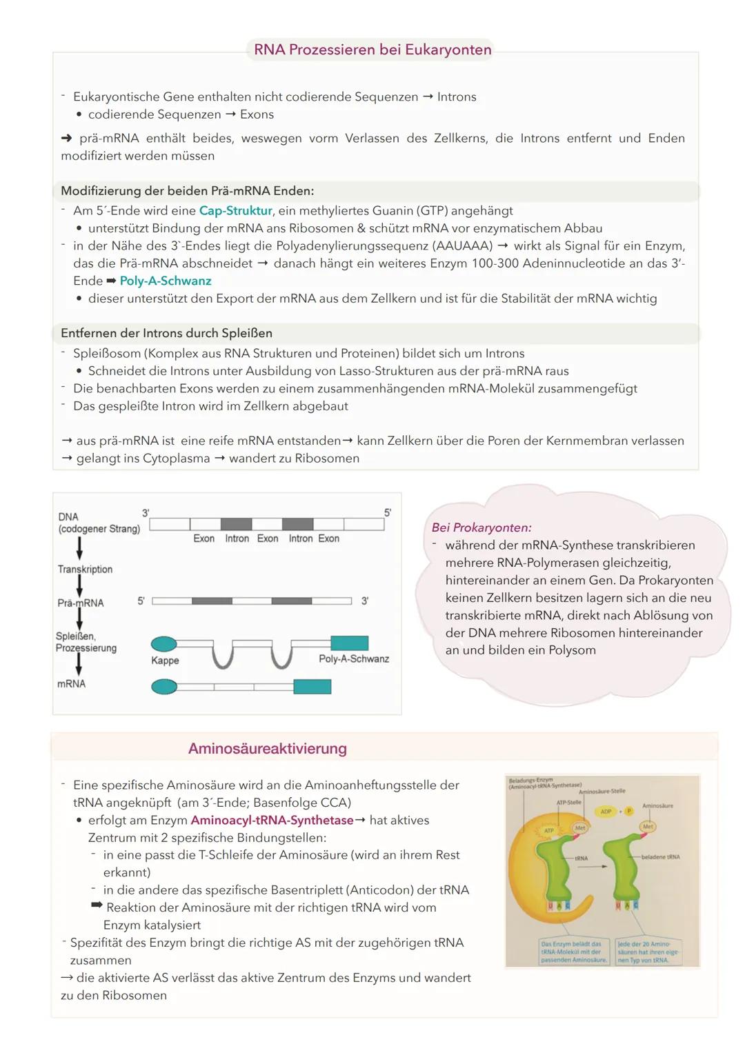 # Die Proteinbiosynthese

- Die DNA ist in viele einzelne Abschnitte unterteilt → Gene
- Ein Gen enthält die Information für die Herstellung