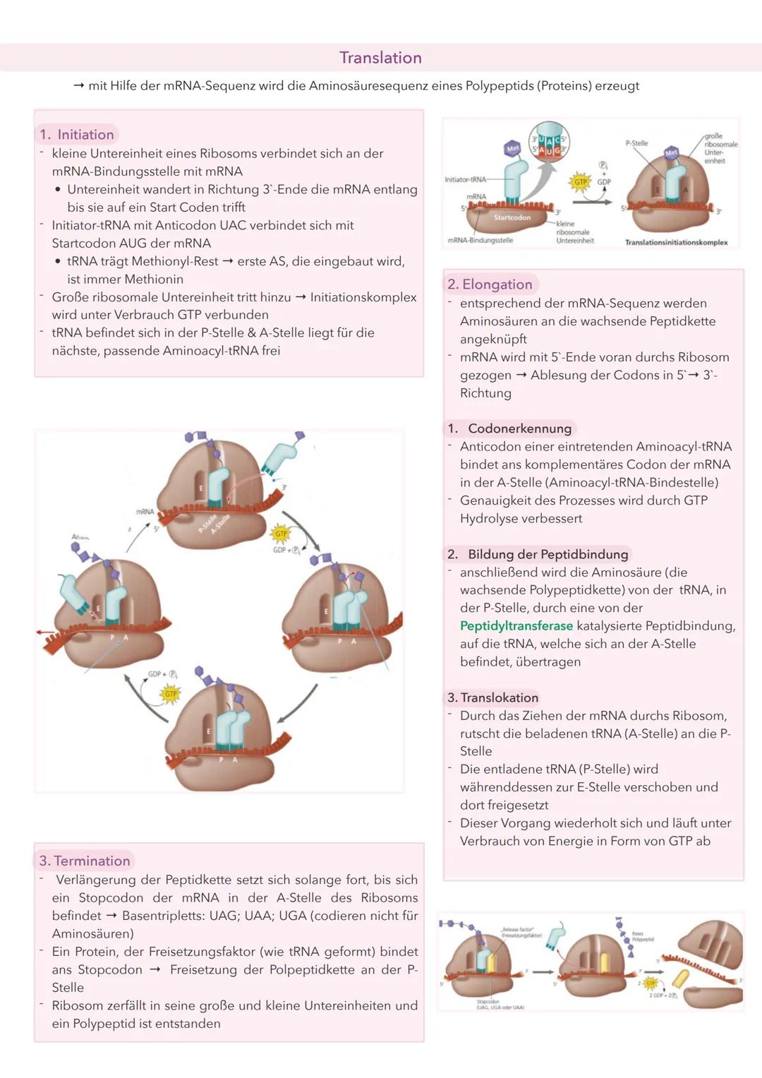 # Die Proteinbiosynthese

- Die DNA ist in viele einzelne Abschnitte unterteilt → Gene
- Ein Gen enthält die Information für die Herstellung