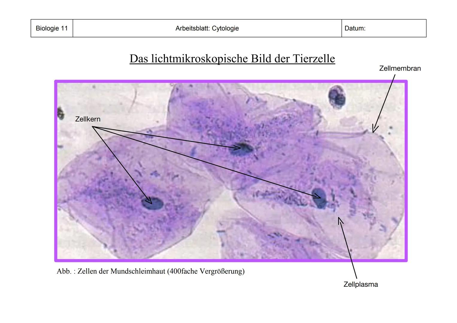 Biologie 11
Zellkern
Arbeitsblatt: Cytologie
Das lichtmikroskopische Bild der Tierzelle
Abb. Zellen der Mundschleimhaut (400fache Vergrößeru