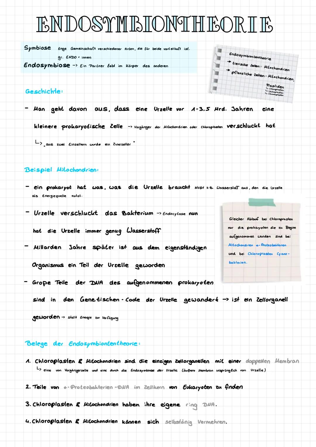 ENDOSYMBIONTHEORIE
Symbiose Enge Gemeinschaft verschiedener Arten, die für beide vorteilhaft ist.
gr. ENDO innen
Endosymbiose -> Ein Partner