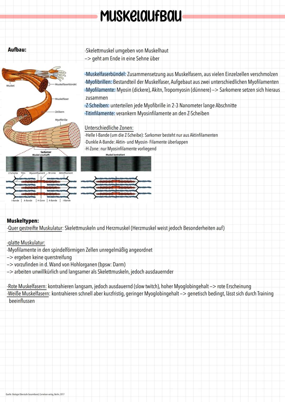 Aufbau:
Muskel
Z-Scheibe Titin
Sarkomer
Muskel erschlafft
COM
tras
Muskelfaserbündel
w
Muskelfaser
-Zellkern
Myosinfilament M-Linie Aktinfil