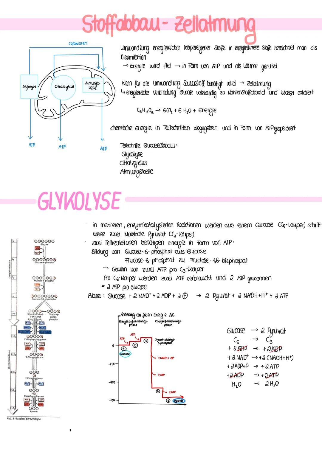 BIOLOGIE
Vergleich von Almungsorganen :
Diffusion: Ausbreitung von Stoffen durch die Eigen bewegung der Teilchen entlang des Konzentrationsg