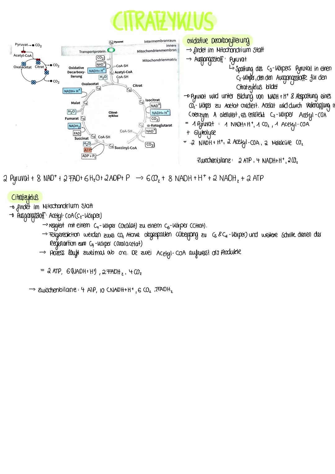 BIOLOGIE
Vergleich von Almungsorganen :
Diffusion: Ausbreitung von Stoffen durch die Eigen bewegung der Teilchen entlang des Konzentrationsg