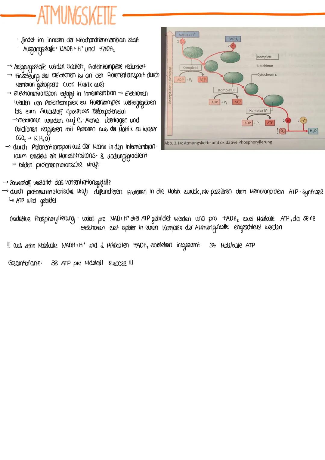 BIOLOGIE
Vergleich von Almungsorganen :
Diffusion: Ausbreitung von Stoffen durch die Eigen bewegung der Teilchen entlang des Konzentrationsg