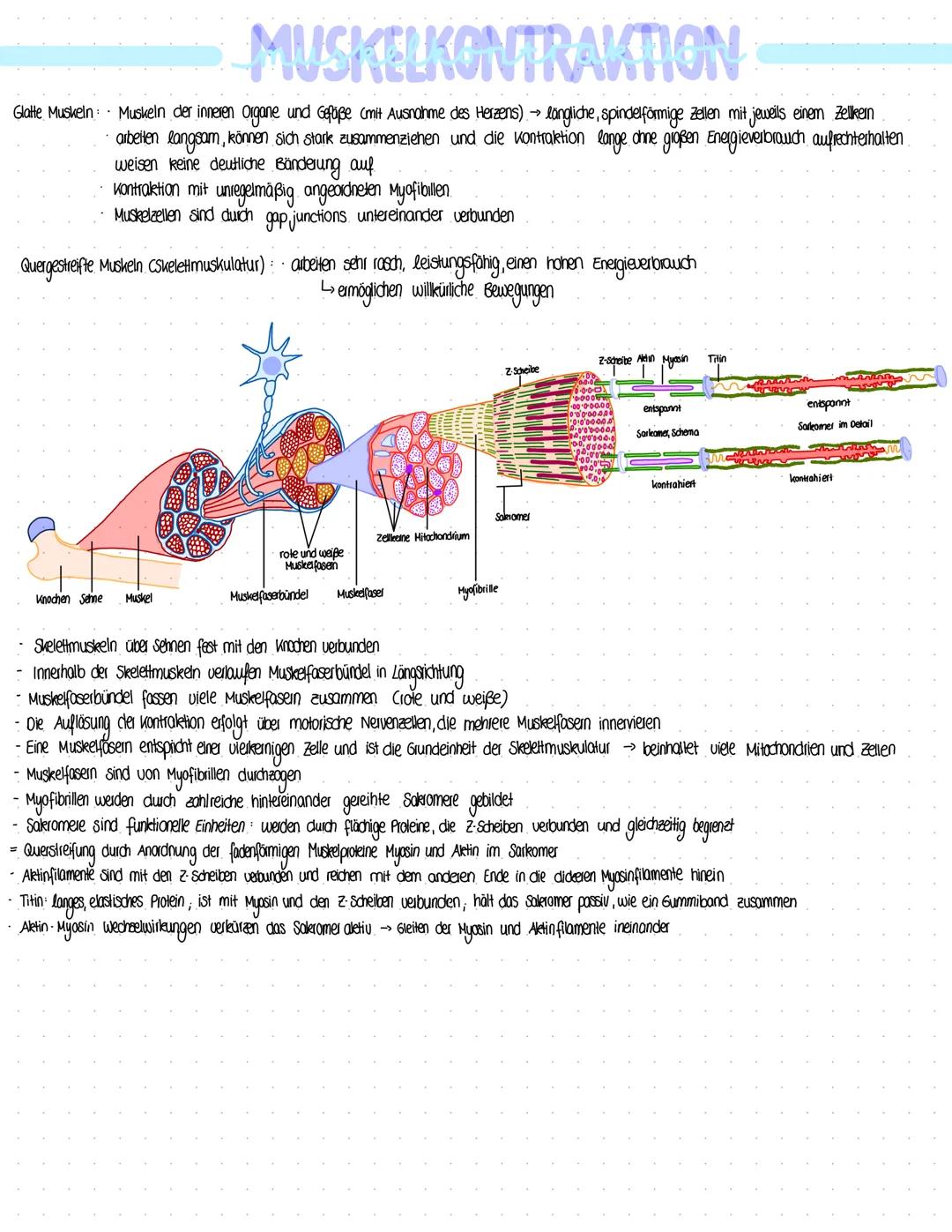 BIOLOGIE
Vergleich von Almungsorganen :
Diffusion: Ausbreitung von Stoffen durch die Eigen bewegung der Teilchen entlang des Konzentrationsg