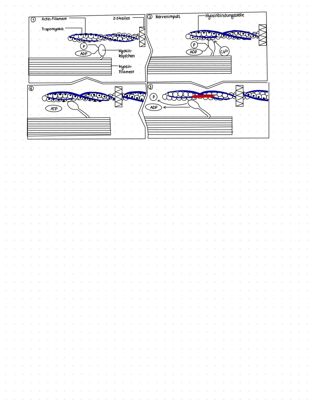 BIOLOGIE
Vergleich von Almungsorganen :
Diffusion: Ausbreitung von Stoffen durch die Eigen bewegung der Teilchen entlang des Konzentrationsg