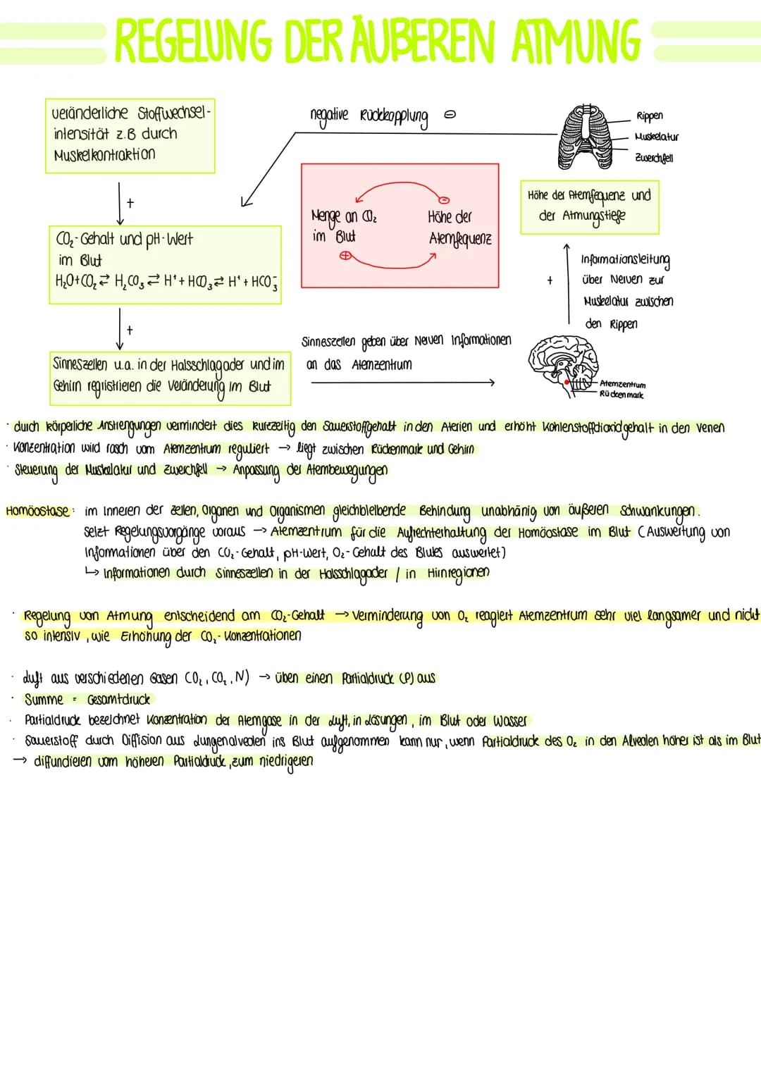 BIOLOGIE
Vergleich von Almungsorganen :
Diffusion: Ausbreitung von Stoffen durch die Eigen bewegung der Teilchen entlang des Konzentrationsg