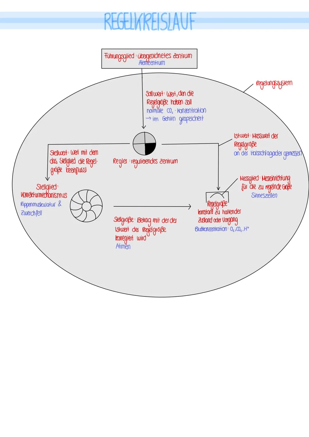 BIOLOGIE
Vergleich von Almungsorganen :
Diffusion: Ausbreitung von Stoffen durch die Eigen bewegung der Teilchen entlang des Konzentrationsg