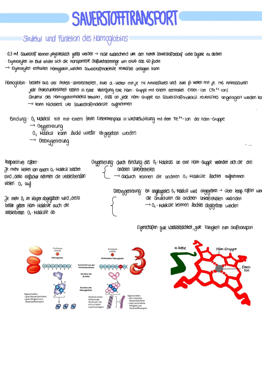 BIOLOGIE
Vergleich von Almungsorganen :
Diffusion: Ausbreitung von Stoffen durch die Eigen bewegung der Teilchen entlang des Konzentrationsg