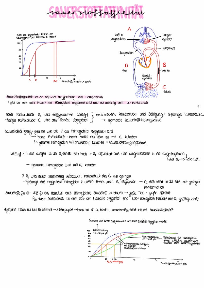 BIOLOGIE
Vergleich von Almungsorganen :
Diffusion: Ausbreitung von Stoffen durch die Eigen bewegung der Teilchen entlang des Konzentrationsg