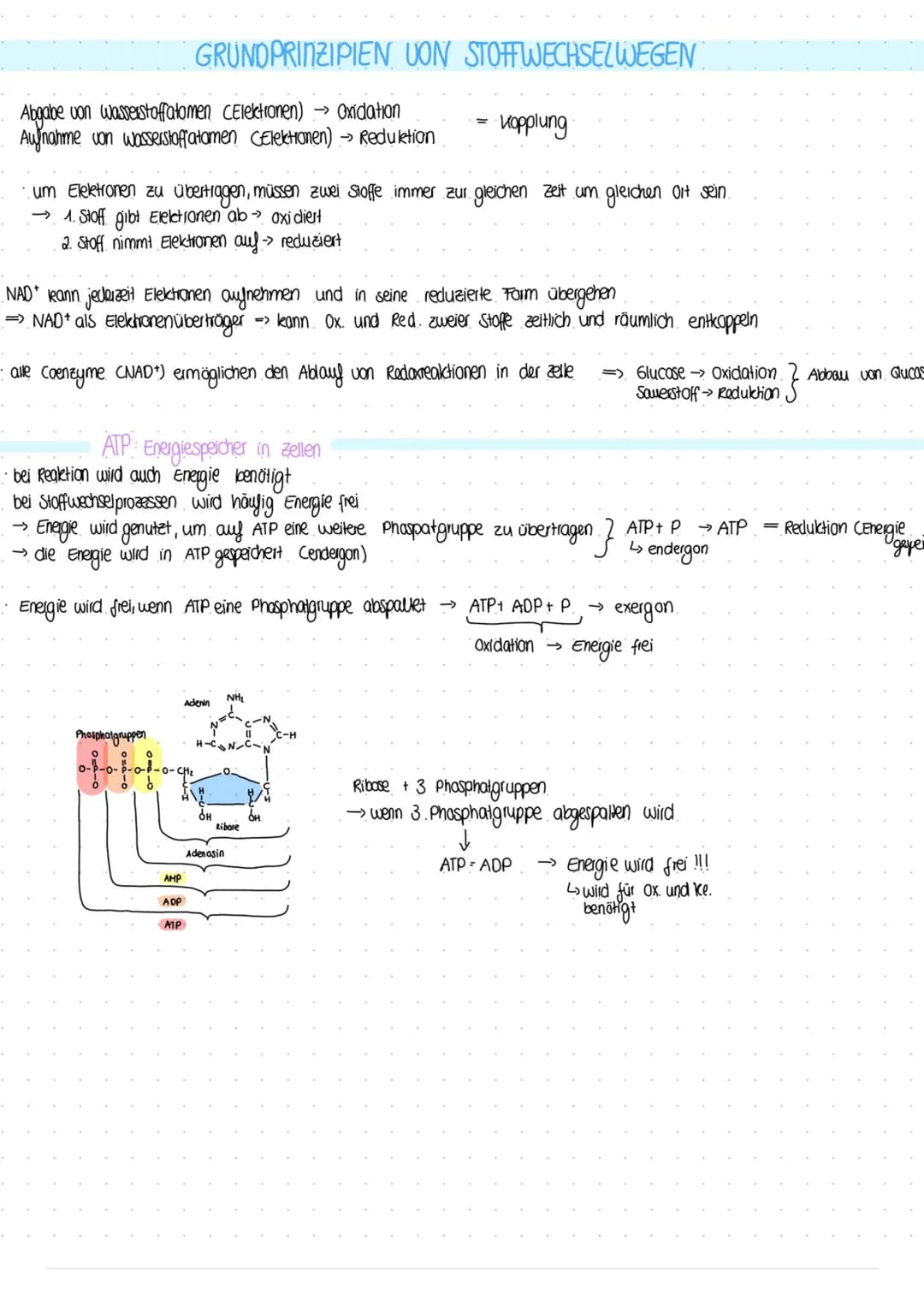 BIOLOGIE
Vergleich von Almungsorganen :
Diffusion: Ausbreitung von Stoffen durch die Eigen bewegung der Teilchen entlang des Konzentrationsg