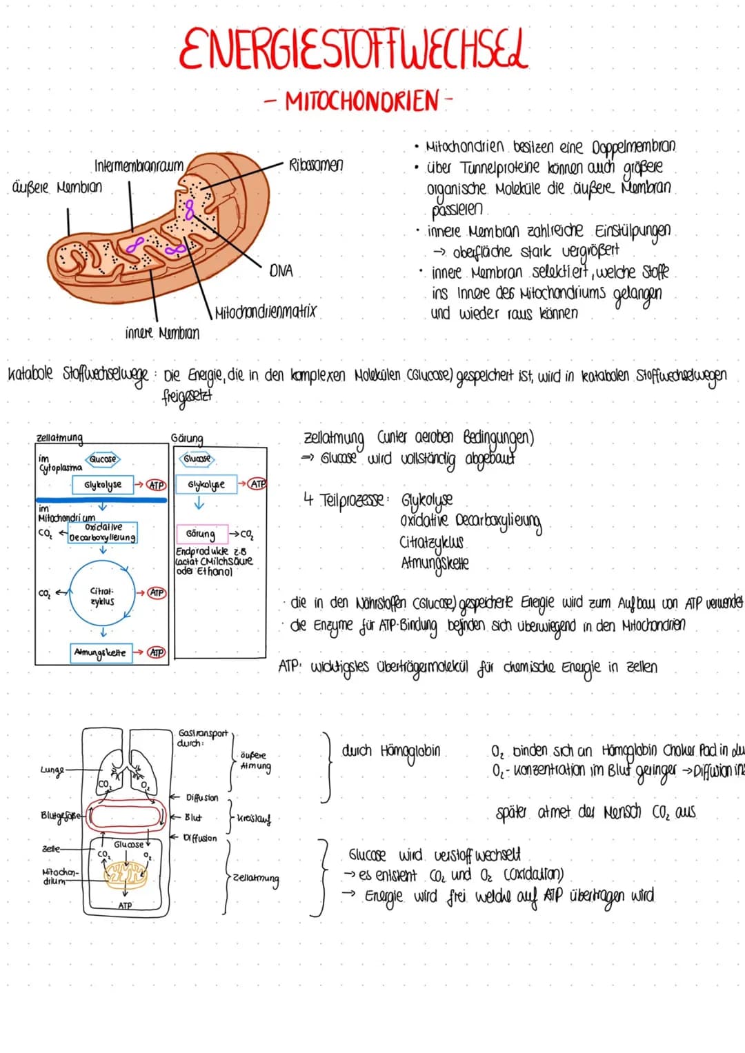 BIOLOGIE
Vergleich von Almungsorganen :
Diffusion: Ausbreitung von Stoffen durch die Eigen bewegung der Teilchen entlang des Konzentrationsg