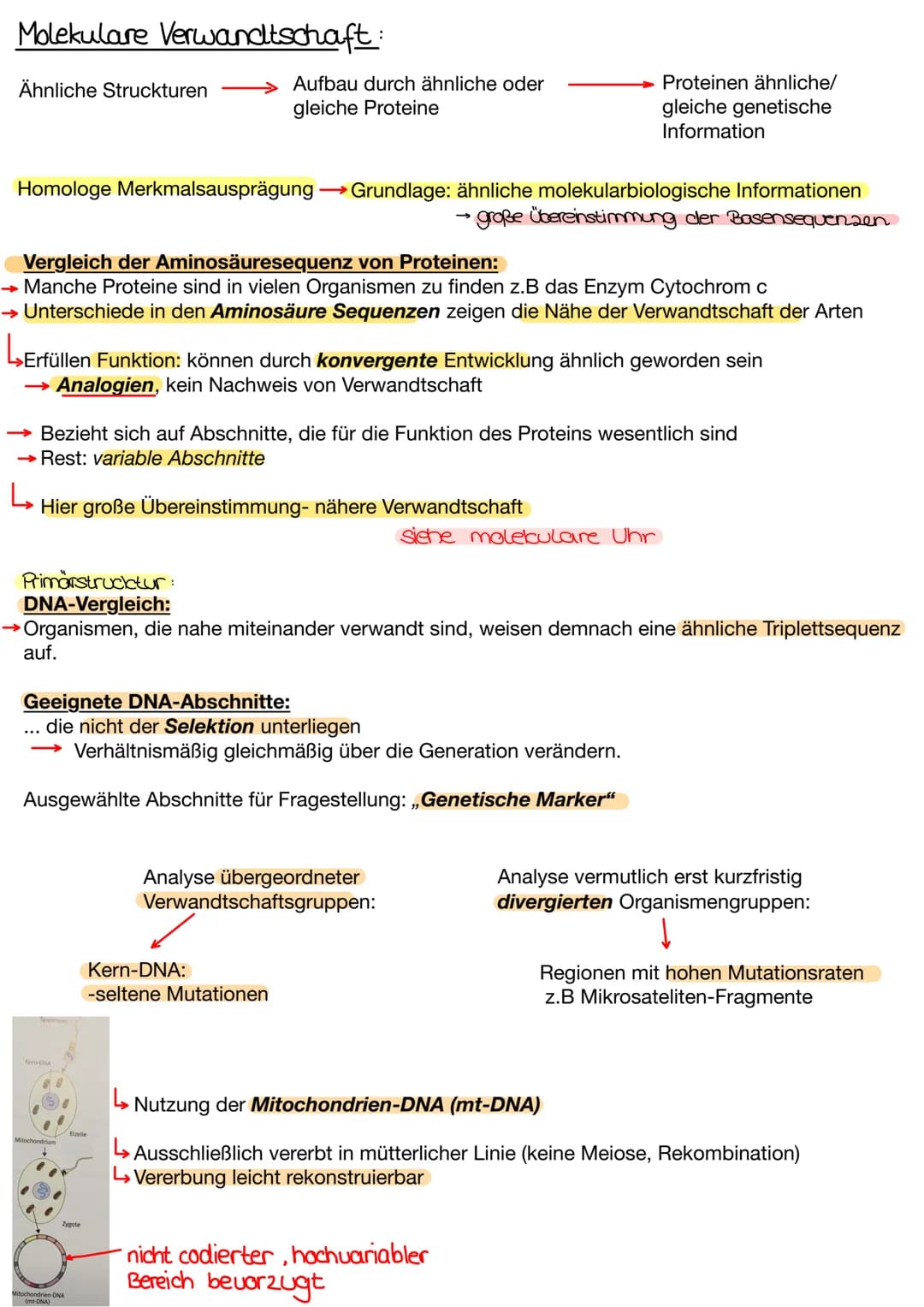 Molekulare Verwandtschaft:
Ähnliche Struckturen
Homologe Merkmalsausprägung →→→Grundlage: ähnliche molekularbiologische Informationen
•große