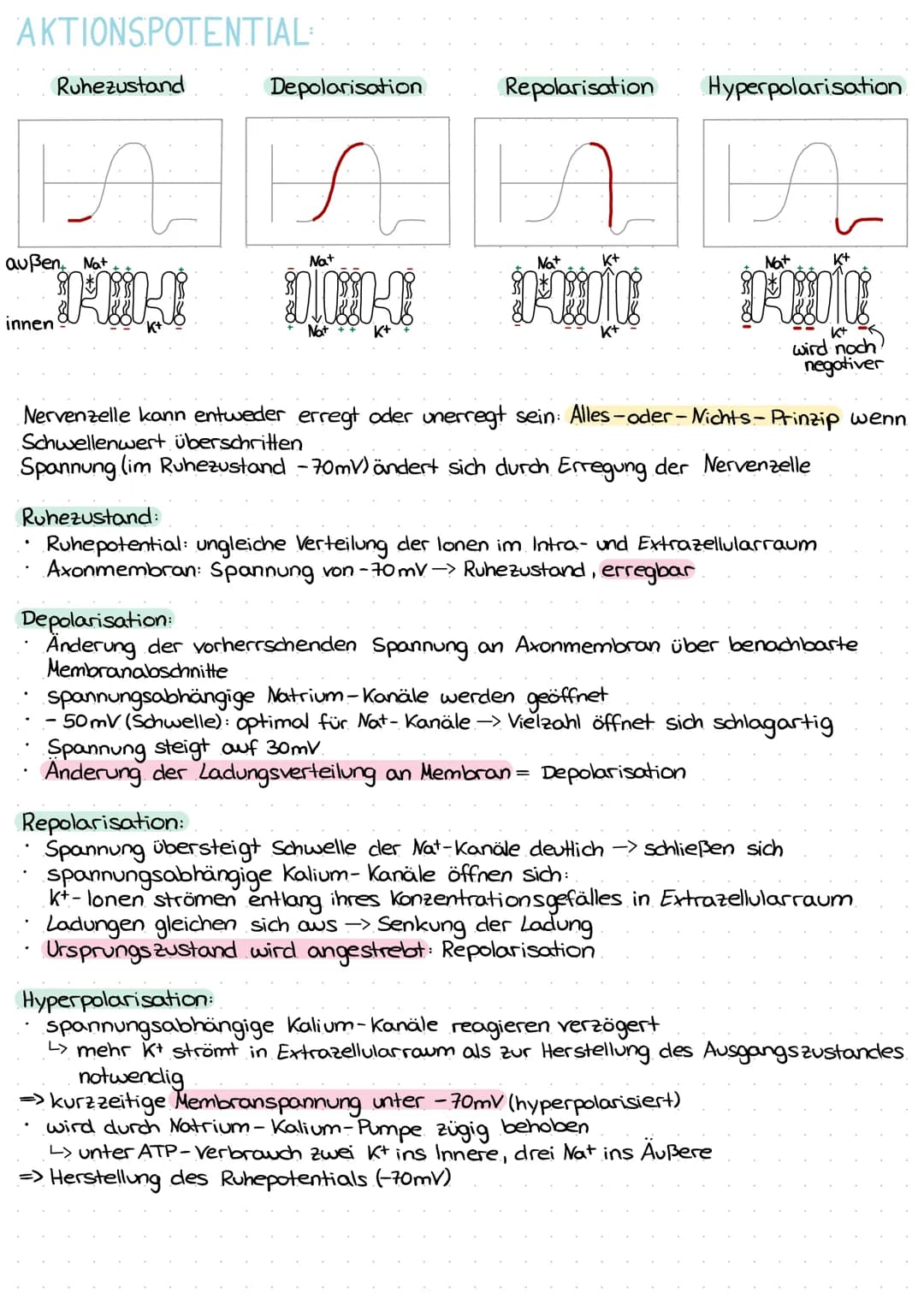 AKTIONSPOTENTIAL::
Ruhezustand
Depolarisation
НА НА НЕНА
S
außen Nat
K+
innen
11H4
Repolarisation Hyperpolarisation.
Na+
Nat
Nat
K+
D
100 T 