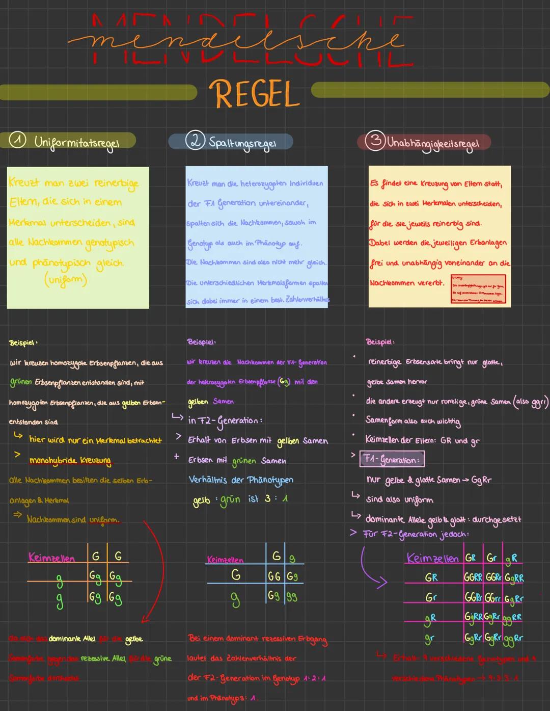 # MENDELISCHE
## REGEL

① Uniformitatsregel

Kreuzt man zwei reinerbige
Eltern, die sich in einem
Meramal unterscheiden, sind
alle Nachkomme