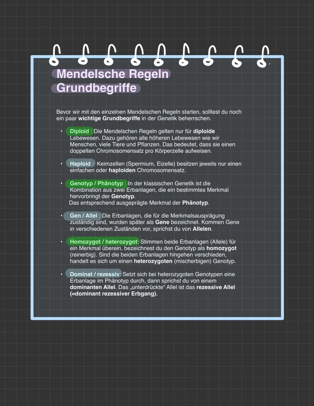# MENDELISCHE
## REGEL

① Uniformitatsregel

Kreuzt man zwei reinerbige
Eltern, die sich in einem
Meramal unterscheiden, sind
alle Nachkomme