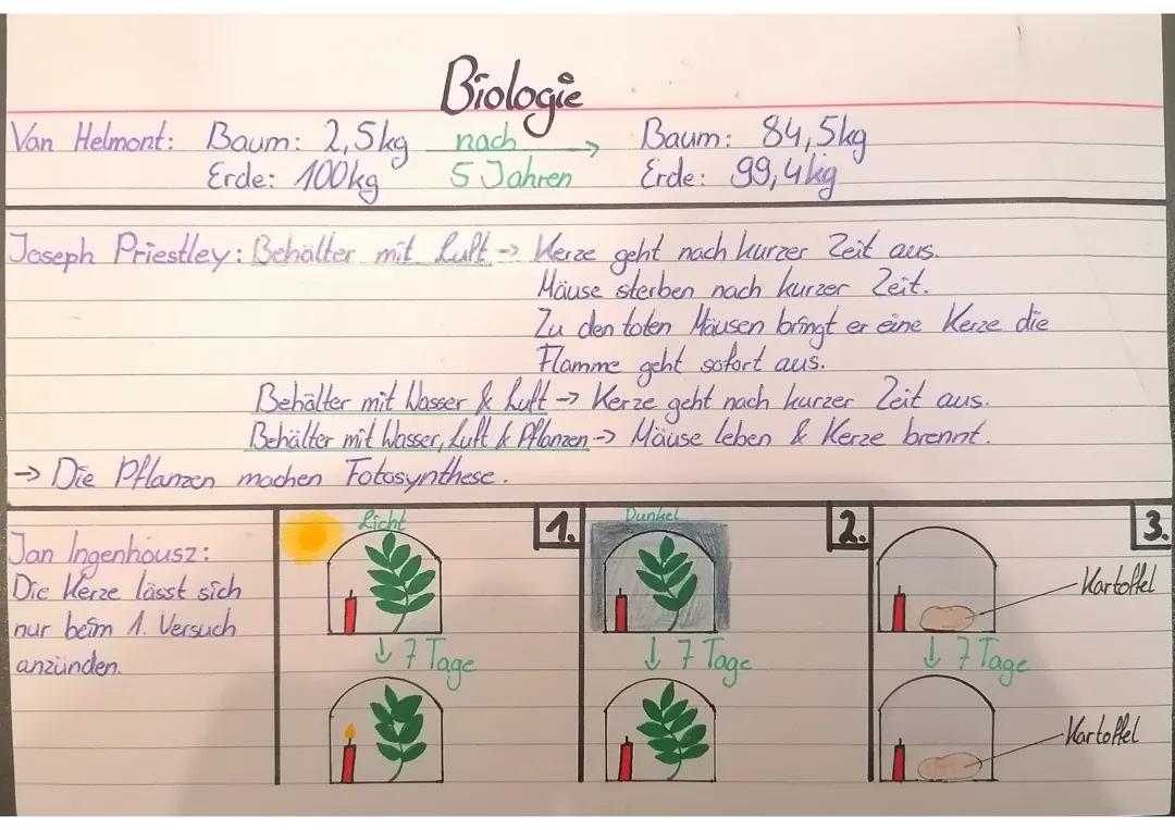Fotosynthese leicht erklärt: Abhängigkeiten und Funktionen