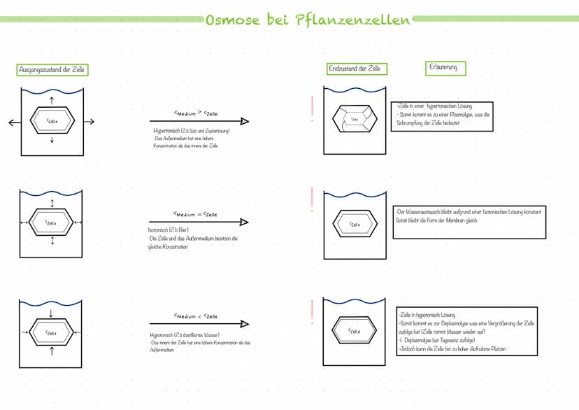 Was ist eine Biomembran?
-Ist die Trennschicht, welche ein Zellkompartiment umgibt.
-Sie grenzt den Innenraum der Zelle in Form einer Zellme