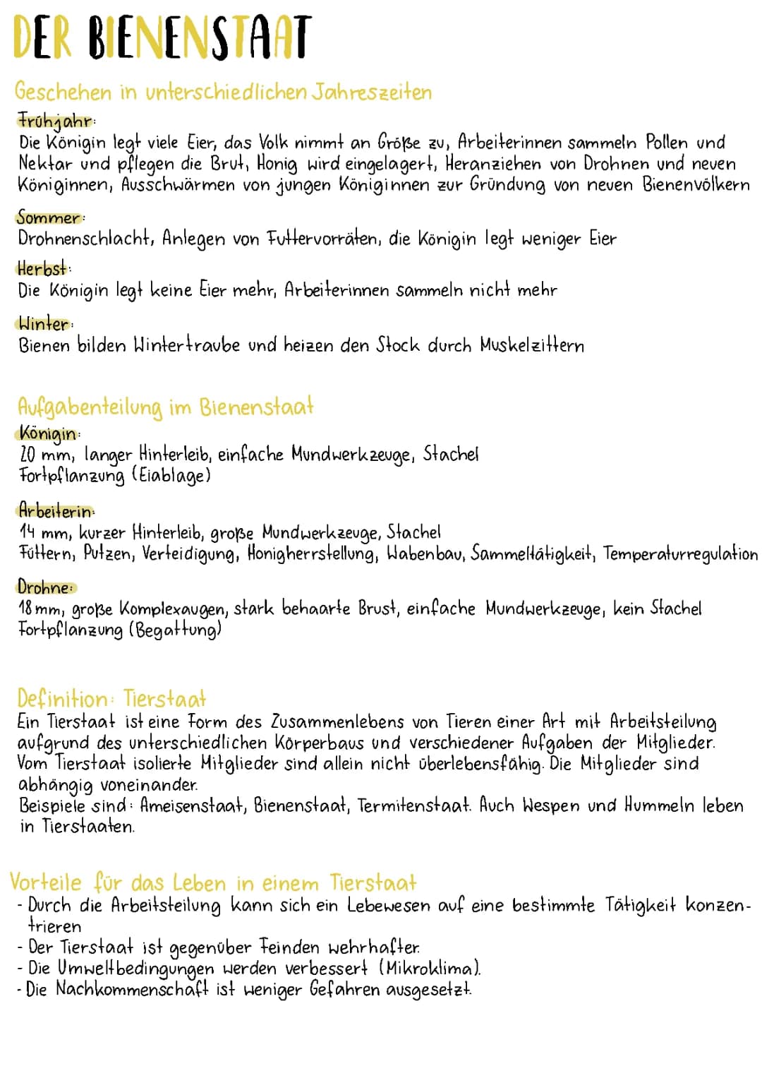Was ist ein Bienenstaat? Aufbau, Aufgaben und mehr