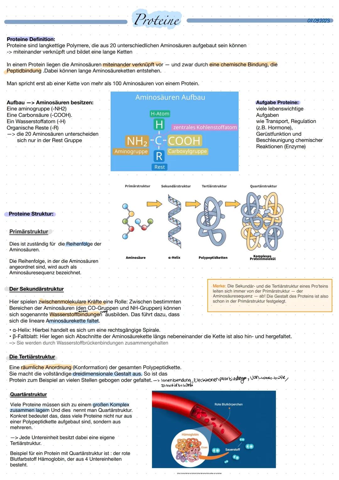 Proteine: Aufbau und Struktur des Proteine (Handout) 