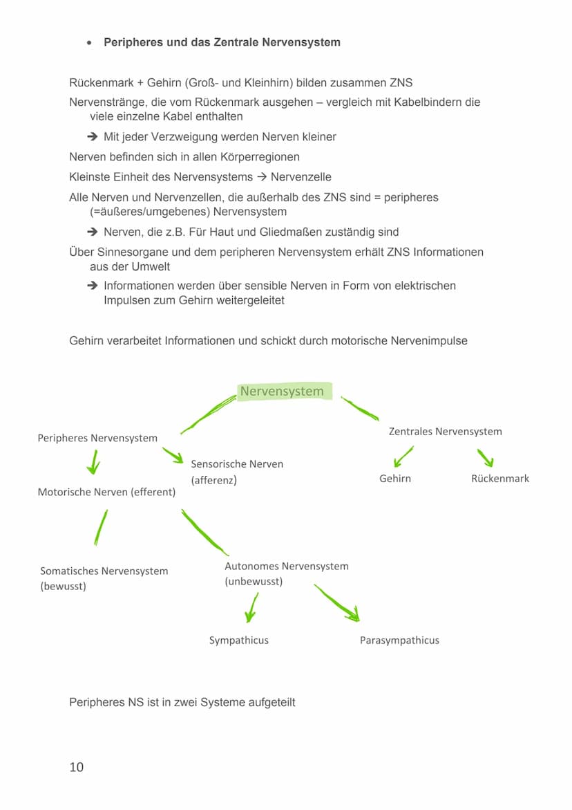 Von Alicia-Loreen Bitter
Biologie Lernzettel
Fotosynthese
Ist der zentrale Stoffwechselvorgang der Erde, Voraussetzung für erdliches
Leben
E