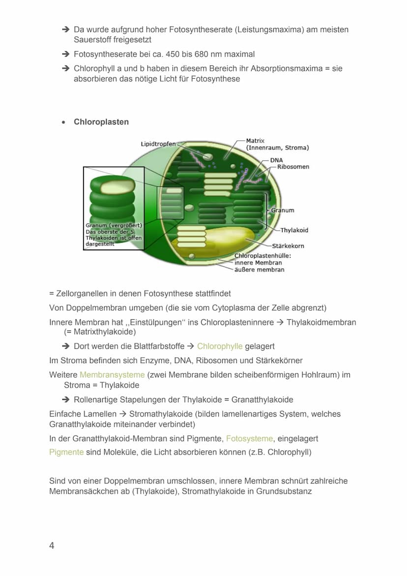 Von Alicia-Loreen Bitter
Biologie Lernzettel
Fotosynthese
Ist der zentrale Stoffwechselvorgang der Erde, Voraussetzung für erdliches
Leben
E