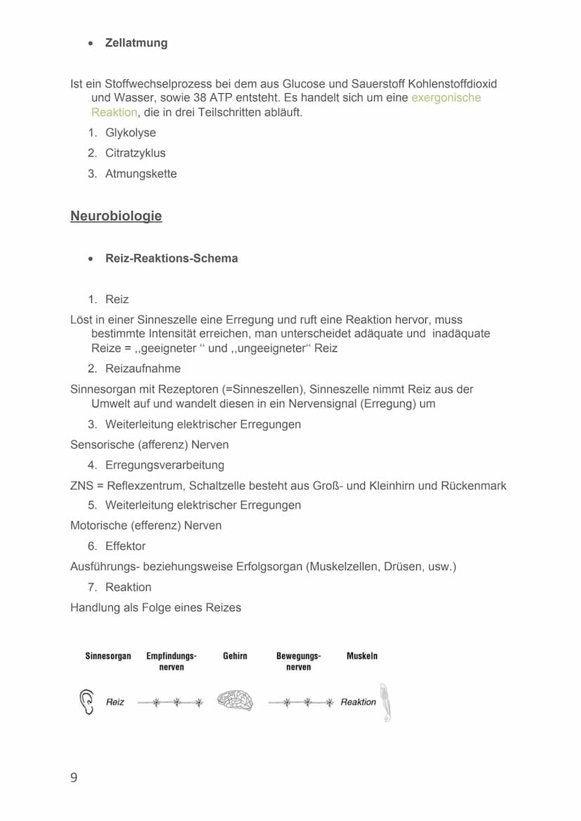 Von Alicia-Loreen Bitter
Biologie Lernzettel
Fotosynthese
Ist der zentrale Stoffwechselvorgang der Erde, Voraussetzung für erdliches
Leben
E