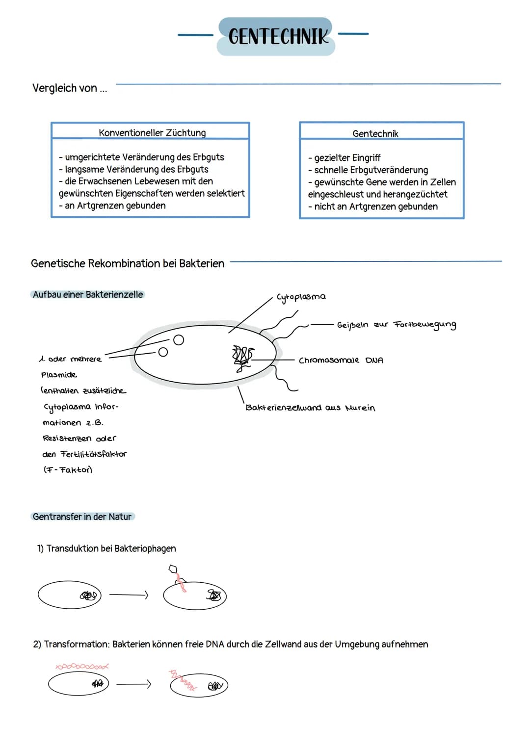 Vergleich von ...
Konventioneller Züchtung
- umgerichtete Veränderung des Erbguts
- langsame Veränderung des Erbguts
- die Erwachsenen Lebew