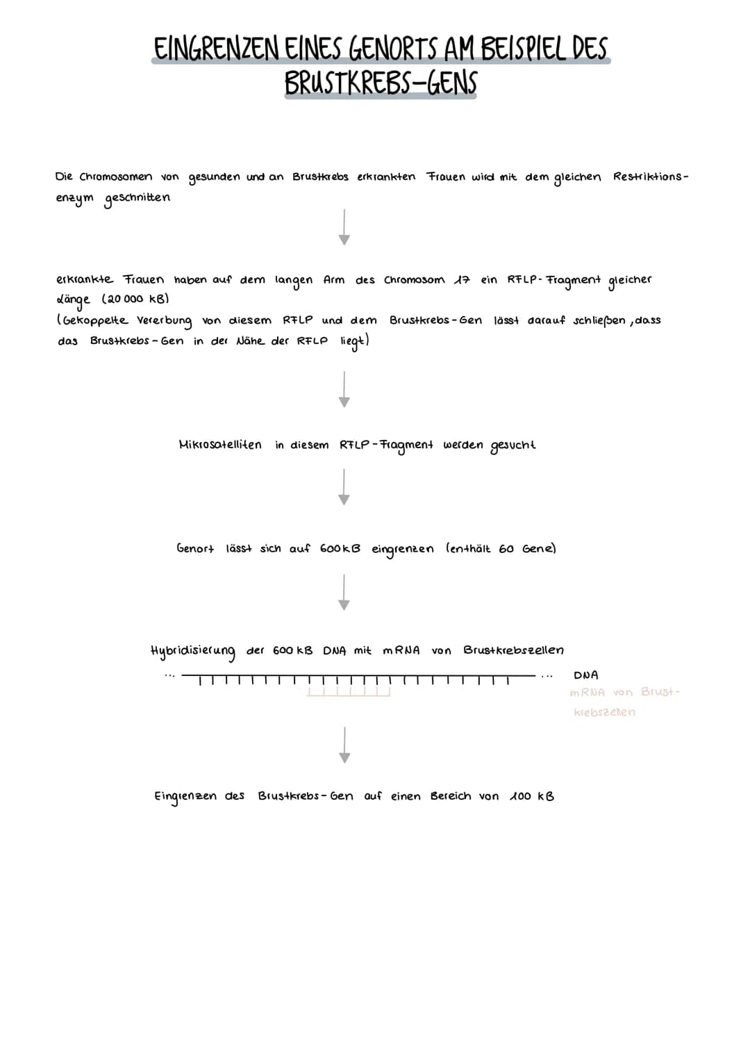 Vergleich von ...
Konventioneller Züchtung
- umgerichtete Veränderung des Erbguts
- langsame Veränderung des Erbguts
- die Erwachsenen Lebew