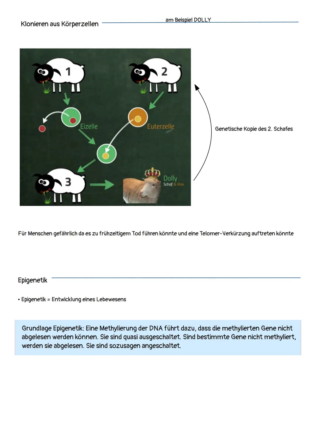 Vergleich von ...
Konventioneller Züchtung
- umgerichtete Veränderung des Erbguts
- langsame Veränderung des Erbguts
- die Erwachsenen Lebew