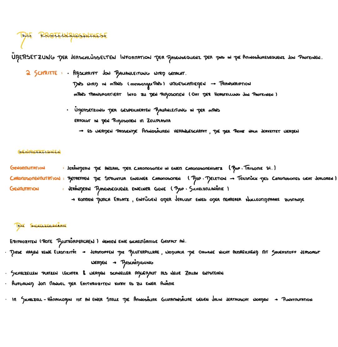 Proteinbiosynthese Ablauf einfach erklärt und Sichelzellanämie Infos