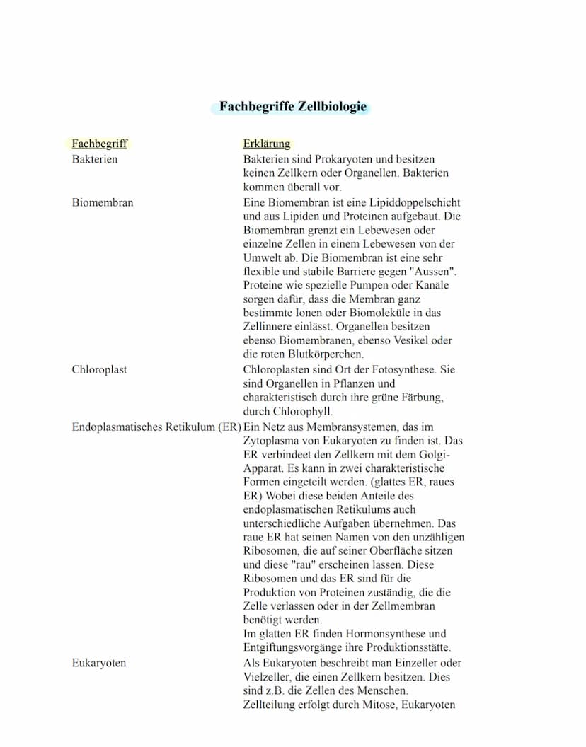 Eukaryoten:
→ Zellkern mit Kernhülle, diploid
→getrennte Reaktionsräume durch Membranen
→ diverse Organellen mit speziellen Funktionen (z.B.