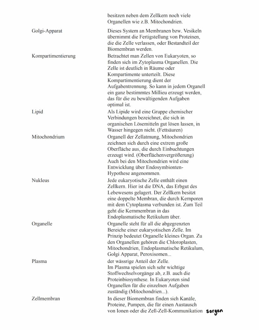 Eukaryoten:
→ Zellkern mit Kernhülle, diploid
→getrennte Reaktionsräume durch Membranen
→ diverse Organellen mit speziellen Funktionen (z.B.