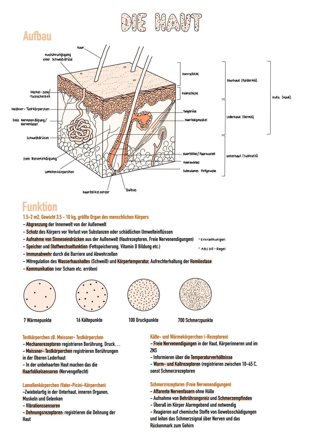 # DIE HAUT

Aufbau

Austührungsgang
einer Schweißdrüse

Haar

Hornschicht
Oberhaut (Epidermis)

Keimschicht

Kutis (Haut)

Merkel-Zelle
Tast