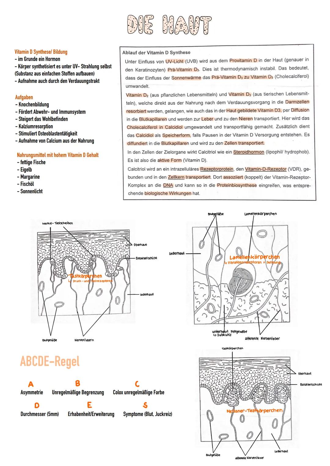 # DIE HAUT

Aufbau

Austührungsgang
einer Schweißdrüse

Haar

Hornschicht
Oberhaut (Epidermis)

Keimschicht

Kutis (Haut)

Merkel-Zelle
Tast